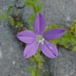 Triodanis perfoliata Flor