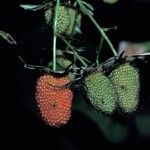 Rubus fraxinifolius ফল