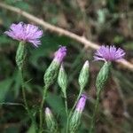 Serratula tinctoria Flors