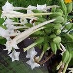 Nicotiana sylvestris Blomma