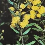 Acacia ligustrina