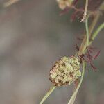 Sanguisorba verrucosa Vaisius