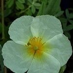 Helianthemum apenninum Kukka