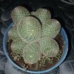 Rebutia heliosa Leaf