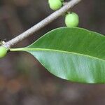 Pleiocarpa pycnantha Leaf