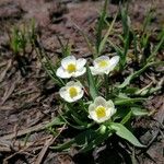 Ranunculus amplexicaulis Hábito