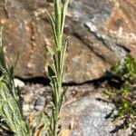 Fibigia clypeata Leaf