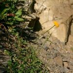 Leucanthemum virgatum その他の提案