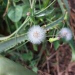 Sonchus asperKvet