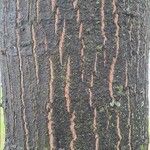 Quercus rubra Kůra