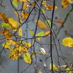 Nothofagus obliqua Hoja