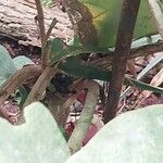 Aristolochia littoralis Koor