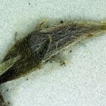 Oxytropis deflexa Yaprak