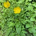 Papaver cambricum Blatt