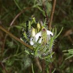Cordylanthus rigidus 花