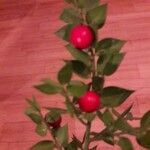 Ruscus aculeatusপাতা