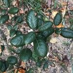 Quercus alnifolia Blad