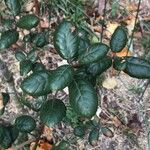 Quercus alnifolia 叶