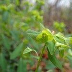 Euphorbia dulcis Fruit