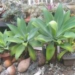 Agave attenuata Blatt