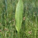 Alisma lanceolatum Leaf