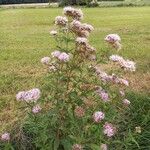 Eupatorium cannabinum Хабит