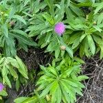 Cheirolophus junonianus Flor