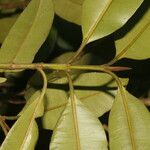 Calophyllum brasiliense Blatt