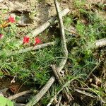 Ipomoea quamoclit Folla