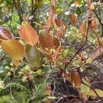 Smilax china Leaf