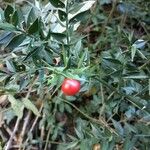 Ruscus aculeatusMeyve