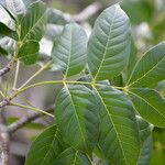 Swietenia humilis Leaf