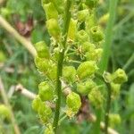 Reseda lutea Fruit