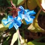 Ceratostigma plumbaginoides Květ