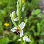 Ophrys apifera Кветка