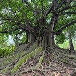 Ficus citrifolia Schors