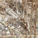 Hordeum marinum Virág