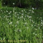 Turritis brassica Habitatea