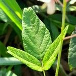 Desmodium affine Feuille