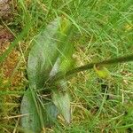 Habenaria citrata Leaf