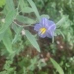 Solanum elaeagnifolium Kukka