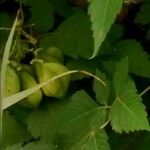 Cardiospermum halicacabum Fruit