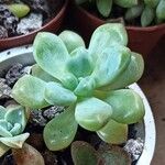 Sedum clavatum Lapas