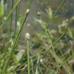 Eleocharis obtusa Habit