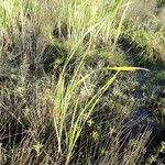 Typha orientalis Habit