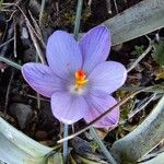 Crocus corsicus Flower