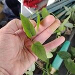 Paederia foetida Levél