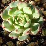 Echeveria minima Ліст