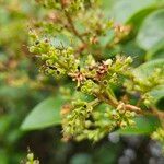 Ligustrum ovalifolium Frucht