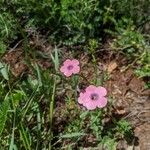 Linum pubescens ফুল